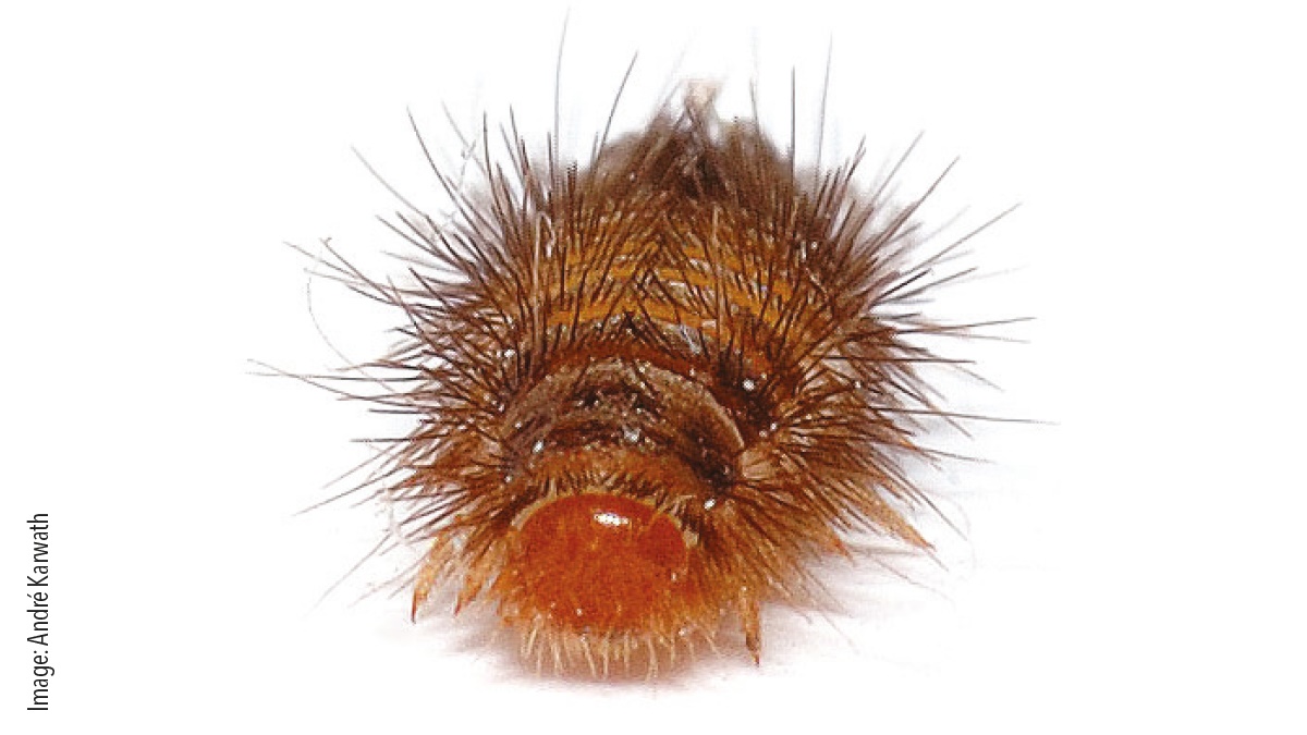 Variegated carpet beetle wooley bear Variegated carpet beetle wooley bear